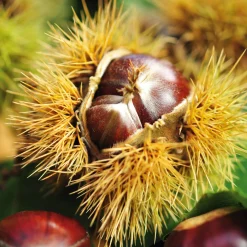 Obstgehölz Esskastanie (2 Sorten)