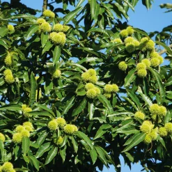 Obstgehölz Esskastanie (2 Sorten)