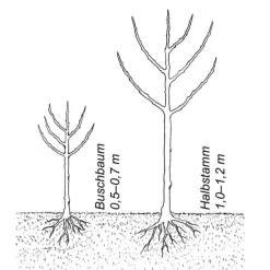 Obstgehölz 'Konstantinopeler Apfelquitte'