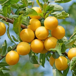 Obstgehölz 'Mirabelle von Metz'