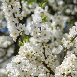 Obstgehölz 'Mirabelle von Metz'