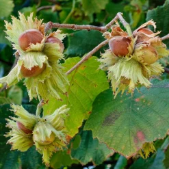 Obstgehölz Piemontesische Haselnuss 'Tonda Gentile'