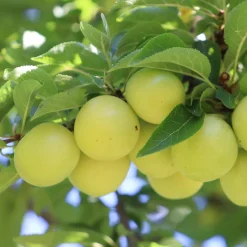 Obstgehölz 'Reneklode aus Oullins'