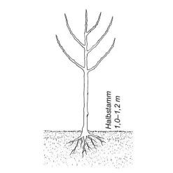 Obstgehölz Süßkirsche (2 Sorten)
