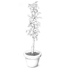 Obstgehölz Säulenapfel 'Black McIntosh'