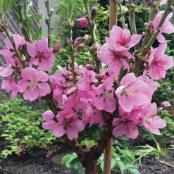 Obstgehölz Zwergnektarine 'Redgold'