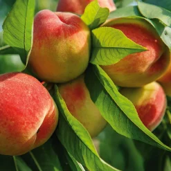 Obstgehölz Zwergpfirsich 'Bonanza'