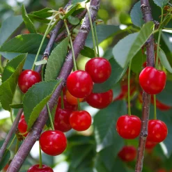 Obstgehölz Zwergsauerkirsche 'Kobold'