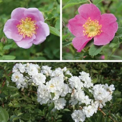 Paket Bienenrosen 3 Stück