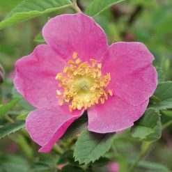 Paket Bienenrosen 3 Stück