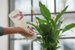 Pflanzensprüher mit Messingdüse