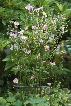 Pflanzenstütze Stahldraht halbrund