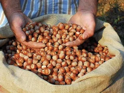 Piemontesische Haselnüsse