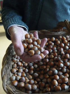 Piemontesische Haselnüsse