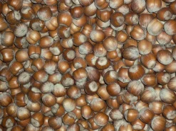 Piemontesische Haselnüsse