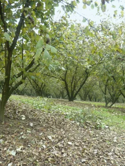 Piemontesische Haselnüsse