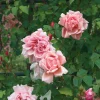 Ramblerrose 'Albertine'
