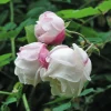 Ramblerrose 'Ayrshire Queen'