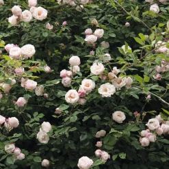 Ramblerrose 'Ayrshire Queen'