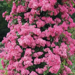 Ramblerrose Maria Lisa