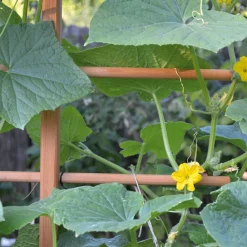 Rankgerüst für Beet und Hochbeet