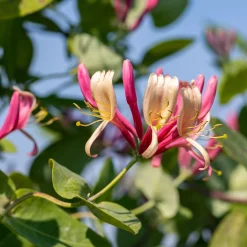 Rankpflanze 'Heckrotts Duft-Geißblatt'