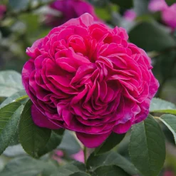 Rosenhecke Bauerngarten