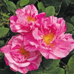 Rosenhecke Bauerngarten