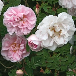 Rosenhecke Bauerngarten