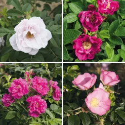 Rosenhecke Friesenwall