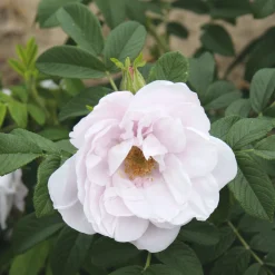 Rosenhecke Friesenwall