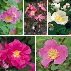 Rosenhecke Heimische Wildrosen