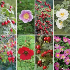 Rosenpaket Hagebuttenrosen