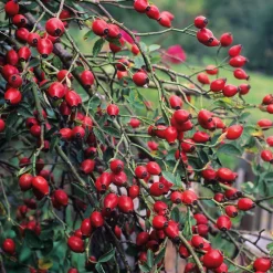 Rosenpaket Hagebuttenrosen