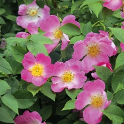 Rosenpaket Hagebuttenrosen