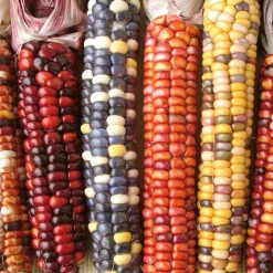 Saatgut Gemüse und Blumen für Kinder