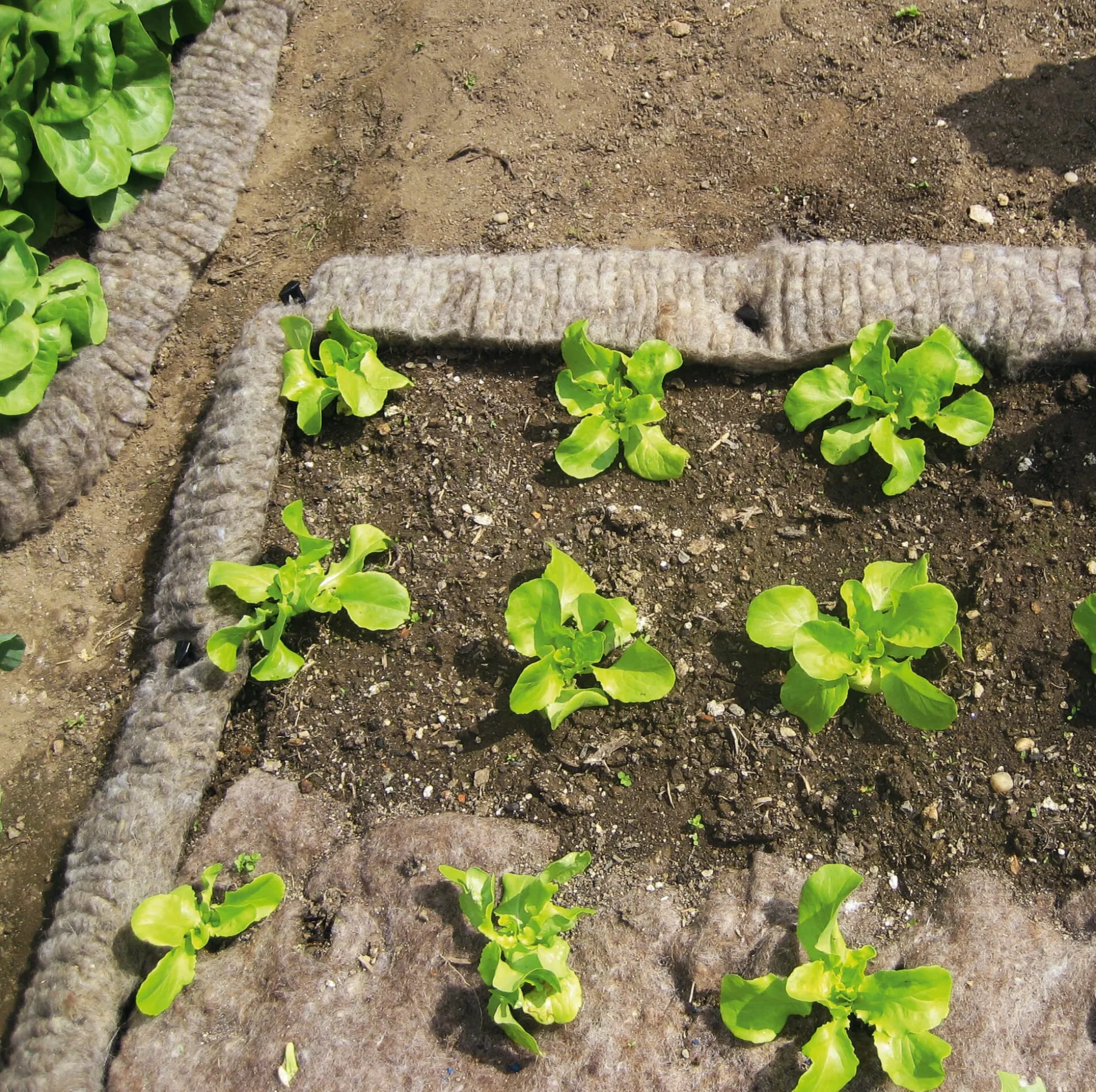 Schneckenbarriere Schafwolle