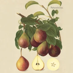 Sommerbirne 'Petersbirne'