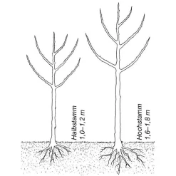 Sommerbirne 'Petersbirne'