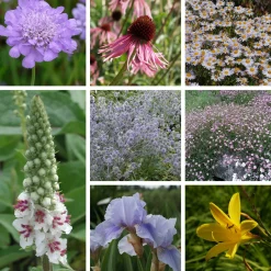 Stauden für den Klimawandel