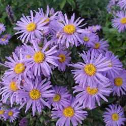 Stauden für (Wild-)Bienen und Schmetterlinge