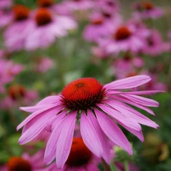 Stauden für (Wild-)Bienen und Schmetterlinge