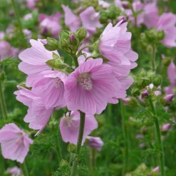 Stauden für (Wild-)Bienen und Schmetterlinge