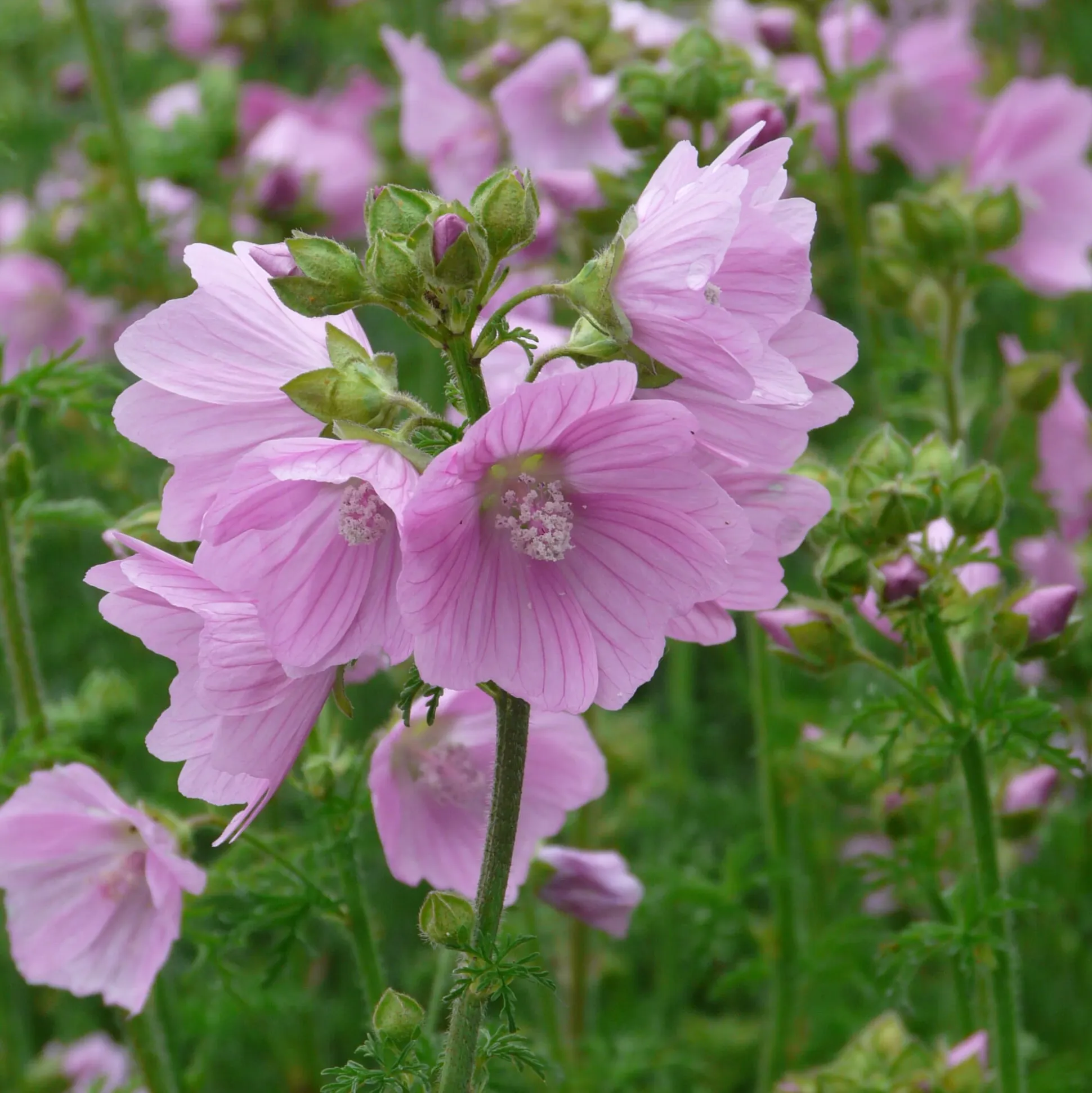 Stauden für (Wild-)Bienen und Schmetterlinge