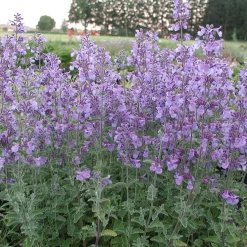 Stauden für (Wild-)Bienen und Schmetterlinge