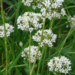 Staudenpaket Gourmet- und Küchenkräuter