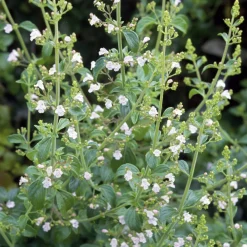Staudenpaket Gourmet- und Küchenkräuter