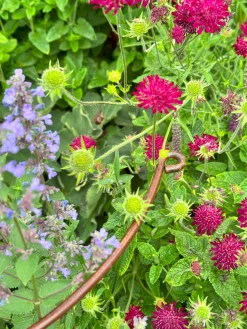 Staudenstütze handgeschmiedet