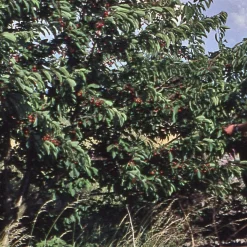 Strauchkirsche 'Rotes Wunder'