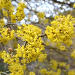 Strauchpaket Insektenweide